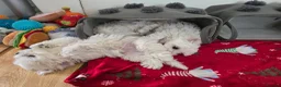 Maltese dogs for sale: Adorable Maltese Puppies for Sale - Advert 4
