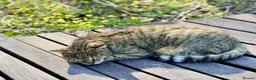 British Shorthair cats for sale: British shorthair tabby - Advert 1