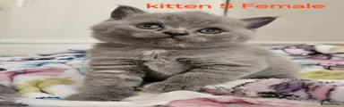 British Shorthair 3