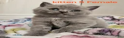 British Shorthair cats for sale: Champion lines British Shorthair kittens  - Advert 2