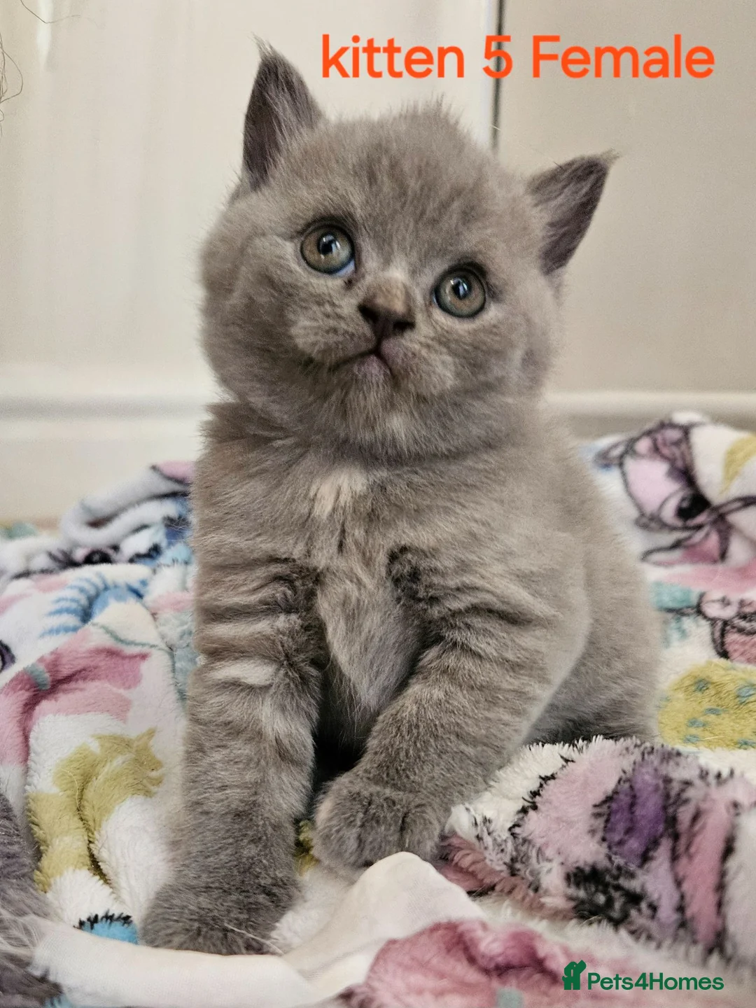 British Shorthair cats for sale: Champion lines British Shorthair kittens  - Advert 2