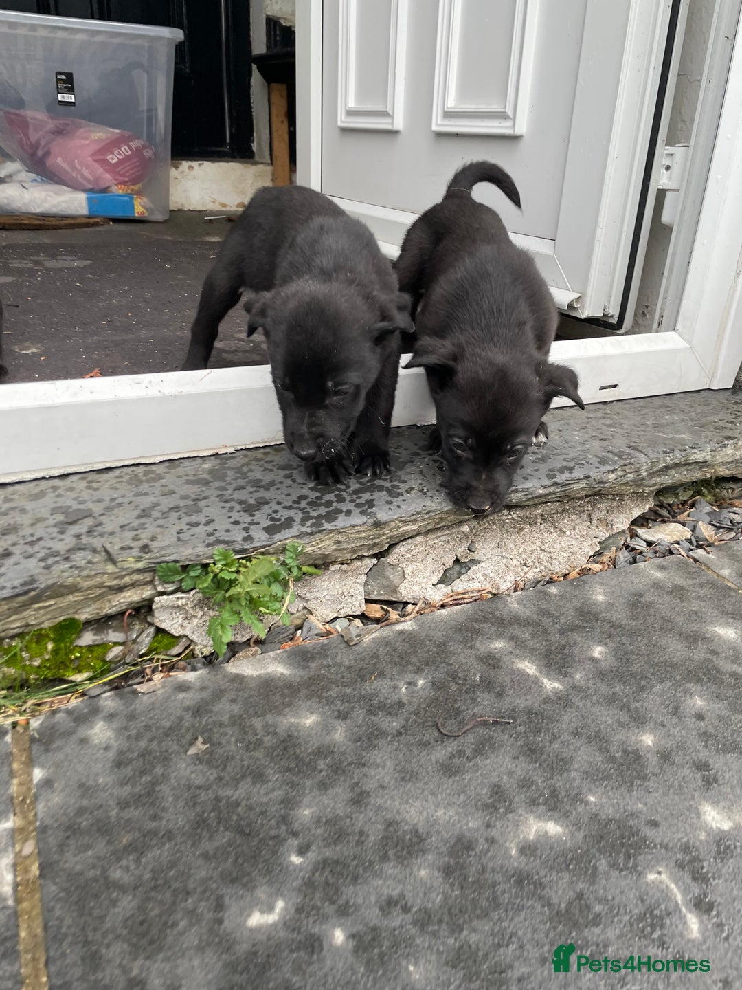 Borador dogs for sale: ⚫️lab x collie puppies ⚪️ - Advert 18