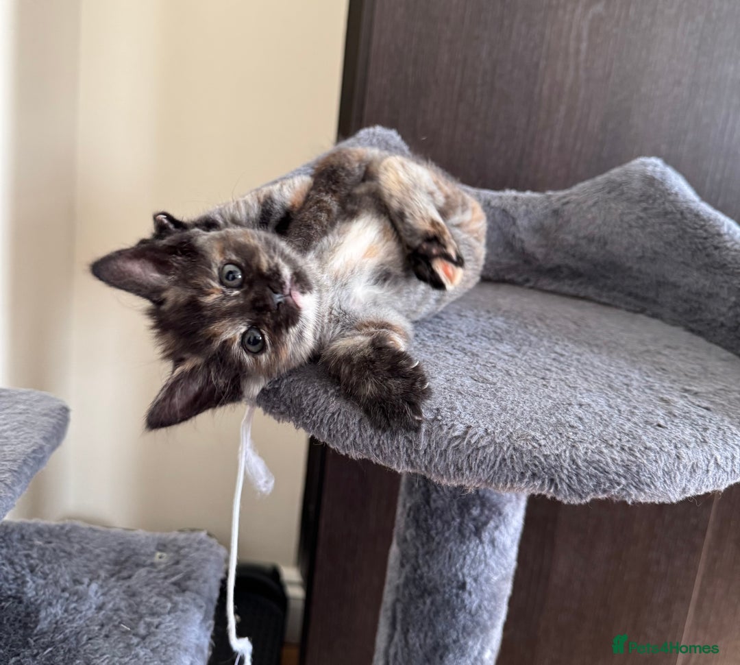 Mixed Breed cats for sale: 3 beautiful kittens for sale  - Image 8