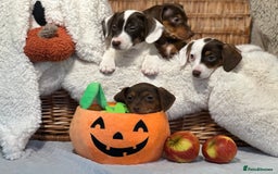 Mixed Breed dogs for sale: Wonderful daxijacks !! 🐶 - Image 12