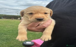Labrador Retriever dogs for sale: Labrador puppies - Image 5