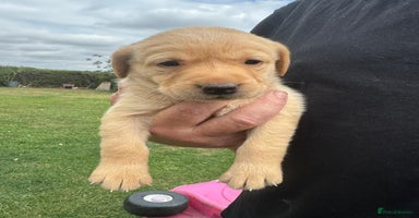 Labrador Retriever dogs - Advert 16