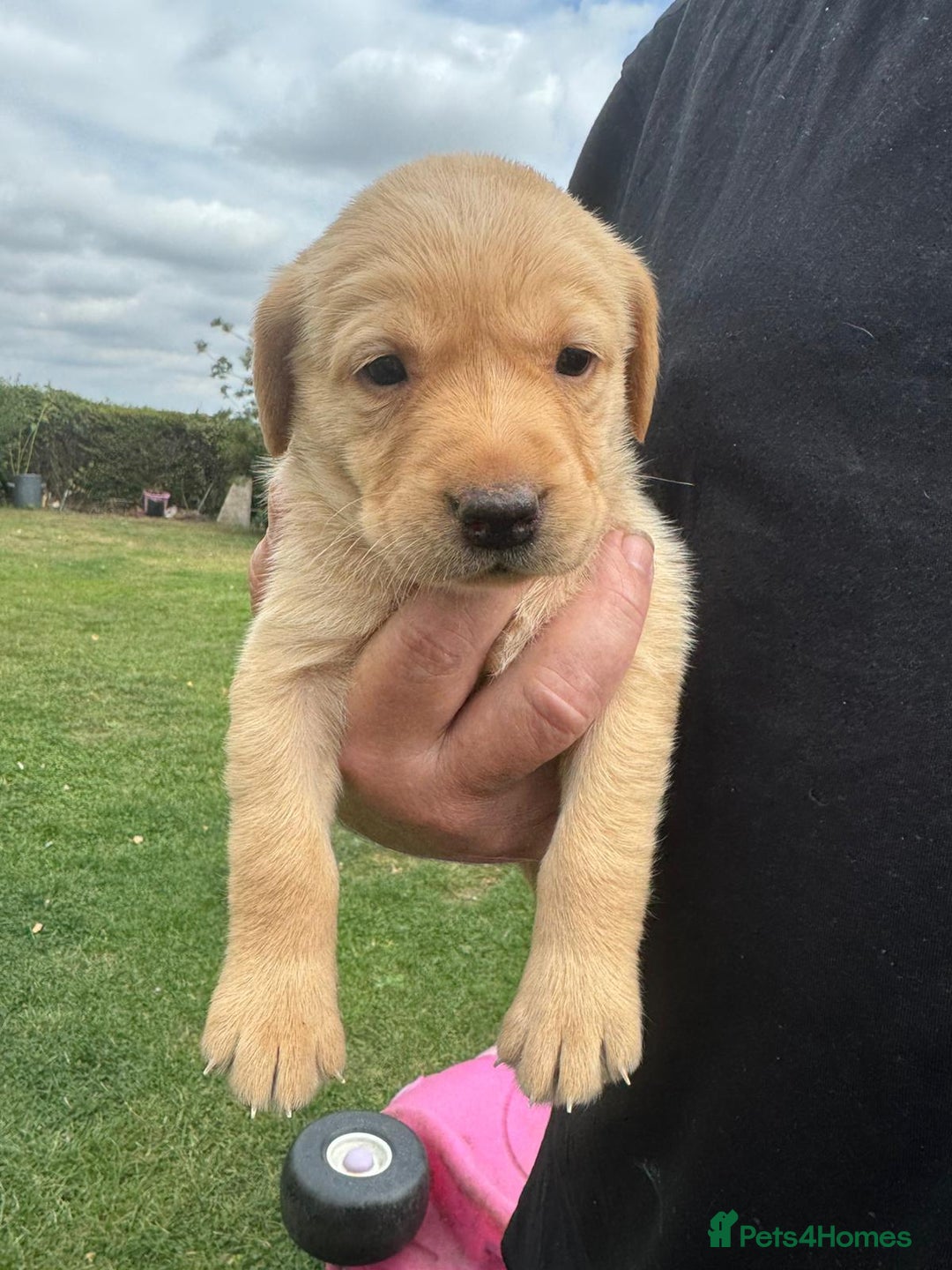 Labrador Retriever dogs for sale: Labrador puppies - Image 5