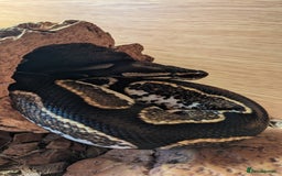 Python Snake reptiles for sale: Beautiful Male Ball Python - Image 4