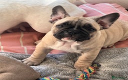 French Bulldog dogs for sale: French bulldogs puppies - Image 25