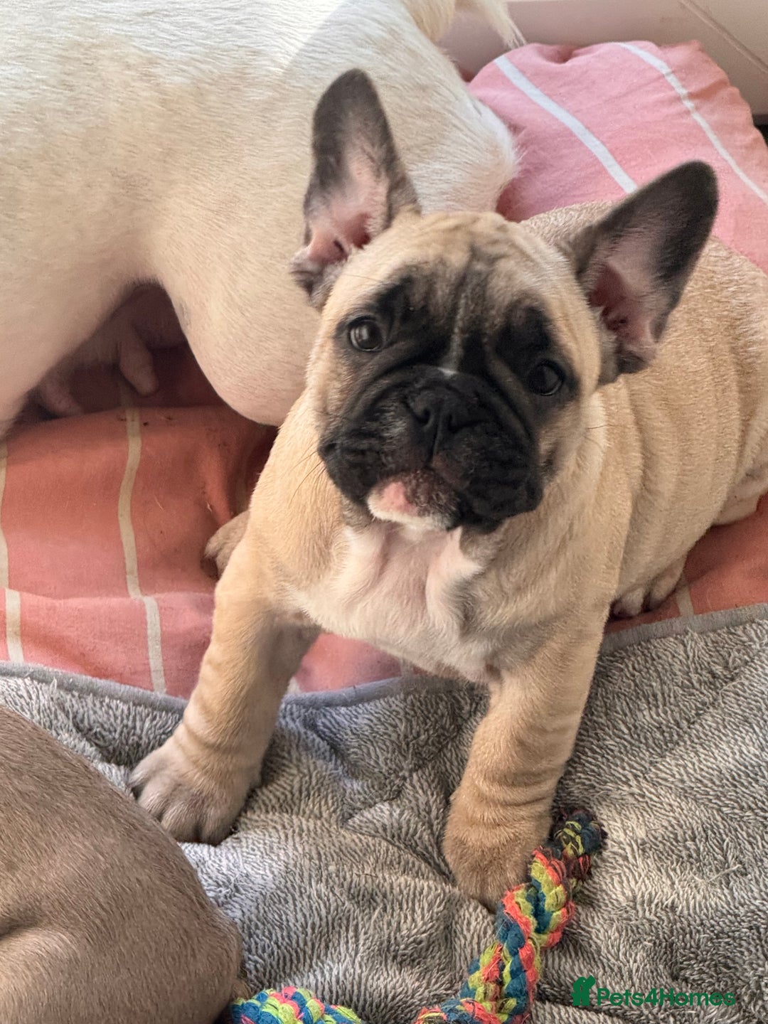 French Bulldog dogs for sale: French bulldogs puppies - Image 25