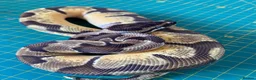 Python Snake reptiles for sale: Female super enchi orange dream royal python  - Advert 1