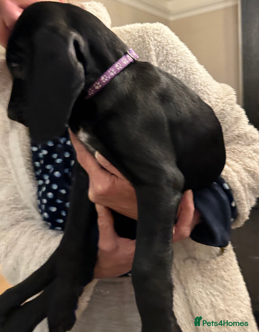 Mixed Breed dogs for sale: Well reared Quality puppies - Advert 31