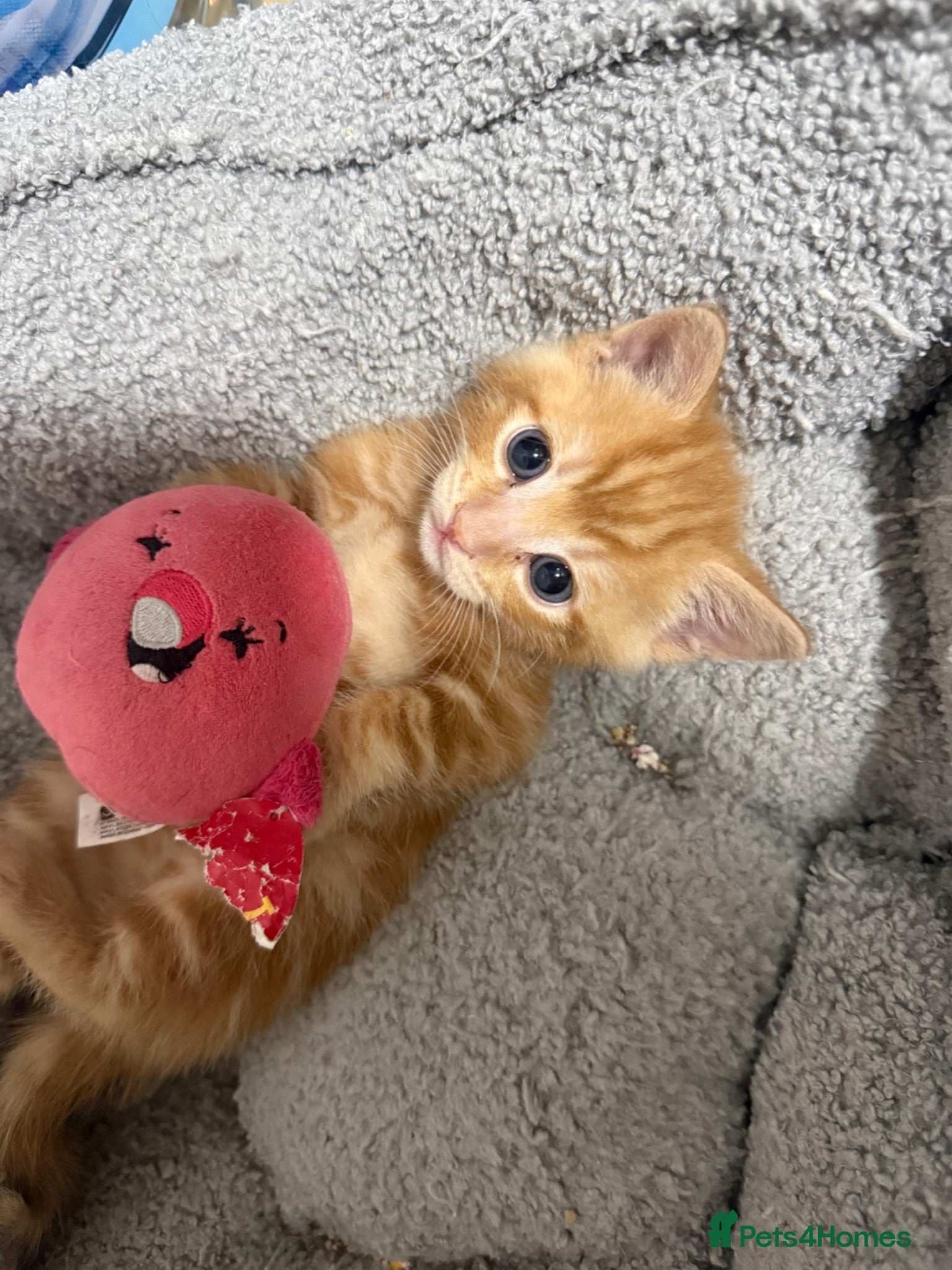 Mixed Breed cats Beautiful Ginger Boy Kitten 🧡 - Advert 1