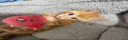 Mixed Breed cats for sale: Beautiful Ginger Boy Kitten 🧡 in Eastbourne - Advert 1