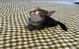 Mixed Breed cats for sale: Grey, black & white female kitten, 7 weeks old - Image 4