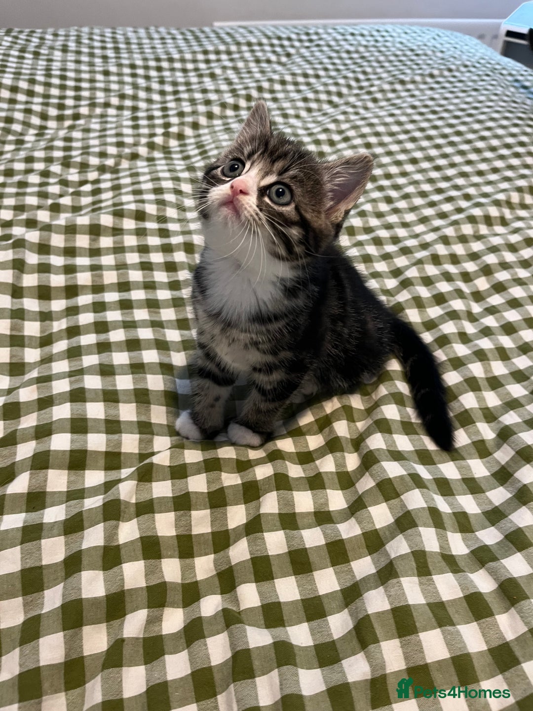 Mixed Breed cats for sale: Grey, black & white female kitten, 7 weeks old - Image 4