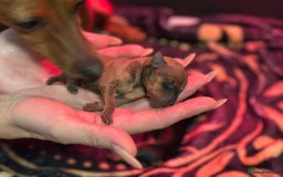 Miniature Pinscher dogs for sale: Pure 100% Miniature Pinscher-Licensed Breeder🐾❤️  - Image 23