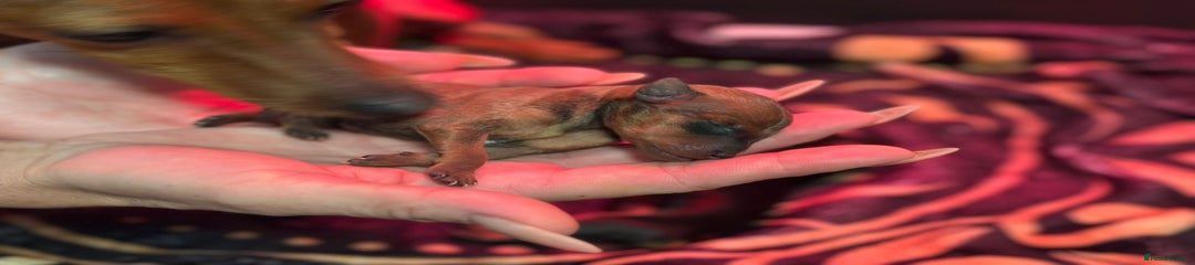 Miniature Pinscher red (tan) boy 