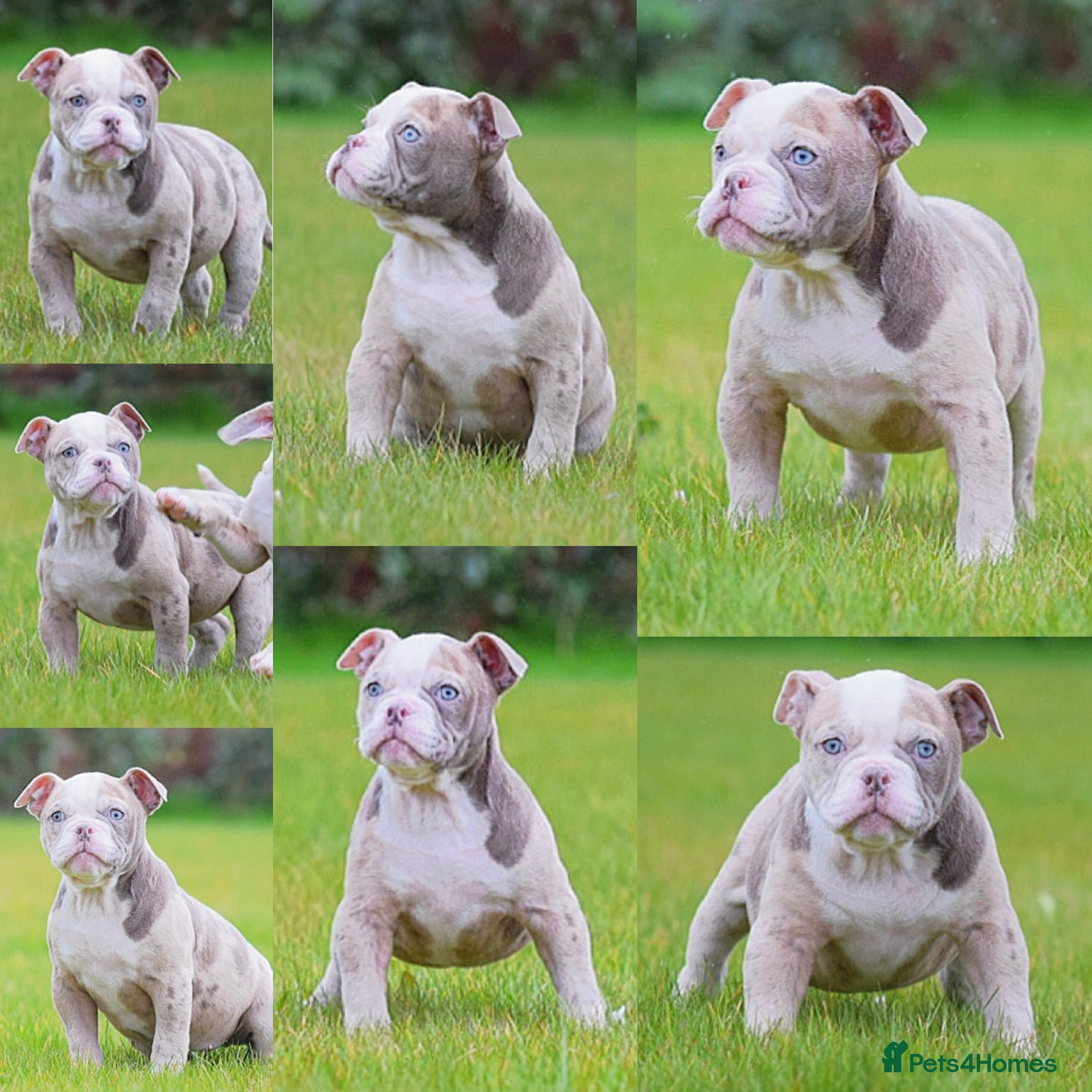 Old Tyme Bulldog dogs 23 YEARS, EXPERIENCE, 5 STAR RATED, LICENSED - Advert 1