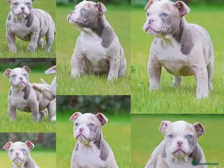 Old Tyme Bulldog dogs 23 YEARS, EXPERIENCE, 5 STAR RATED, LICENSED - Advert 3