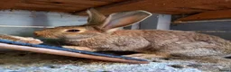 Continental Giant rabbits for sale: Continentals ready now - Advert 2