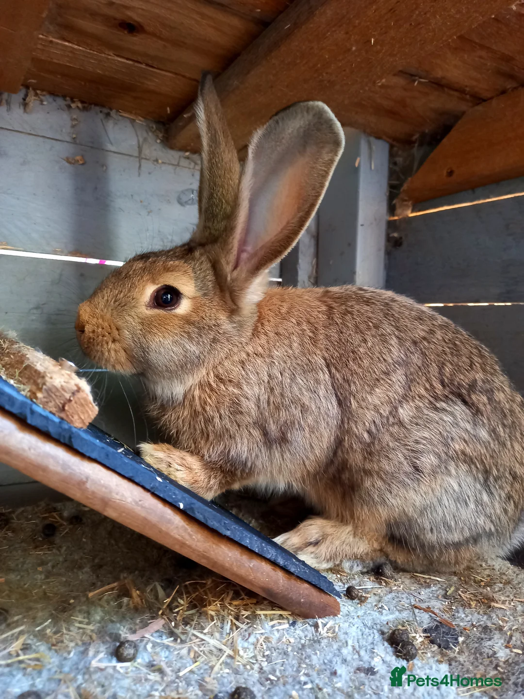 Continental Giant rabbits for sale: Continentals ready now - Advert 2
