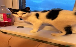British Shorthair cats for sale: Two cat need a knew home  - Image 2
