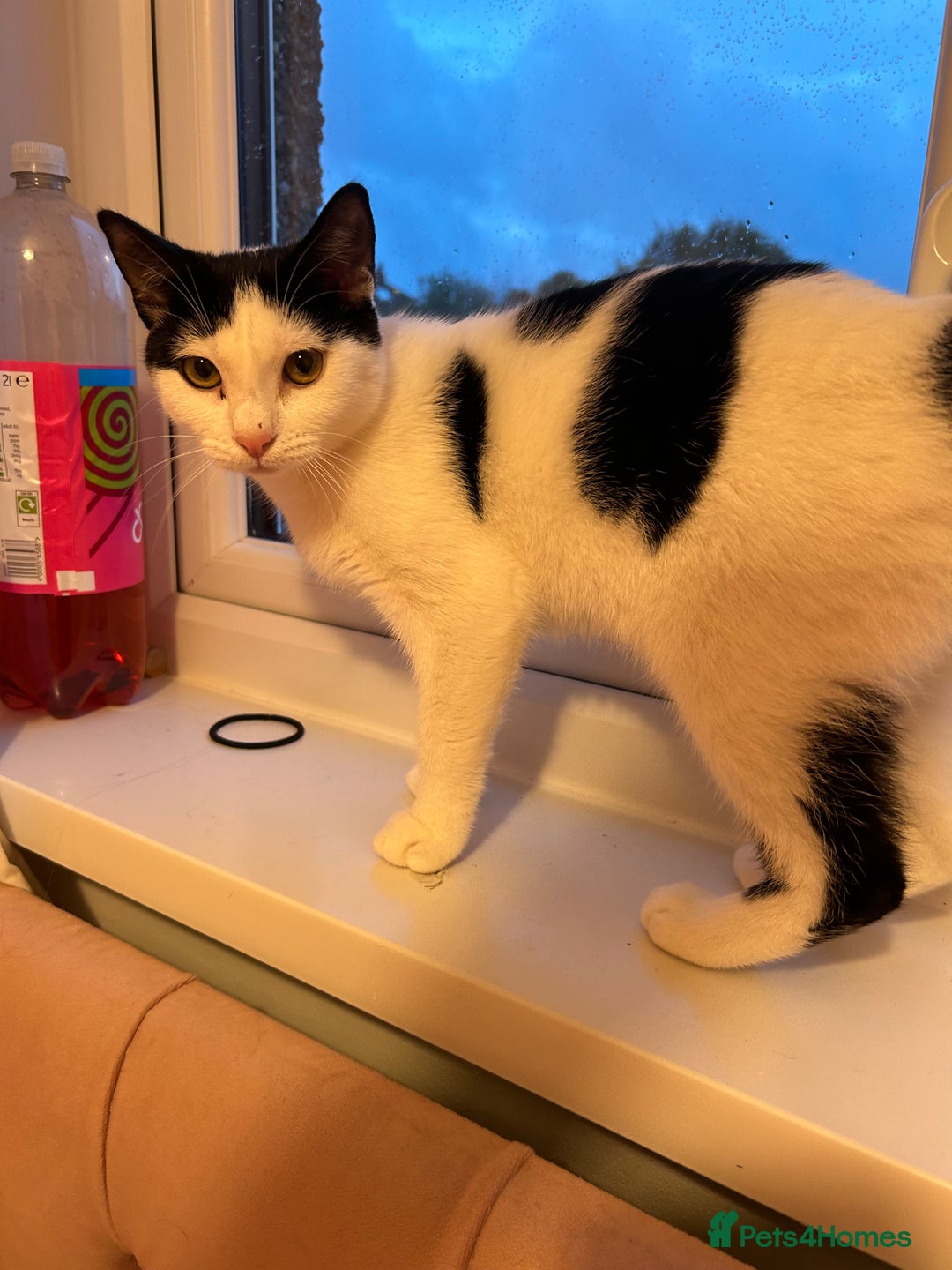 British Shorthair cats for sale: Two cat need a knew home  - Image 2