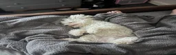 Poochon dogs for sale: Lottie 5 year old poochon in Nelson - Advert 2
