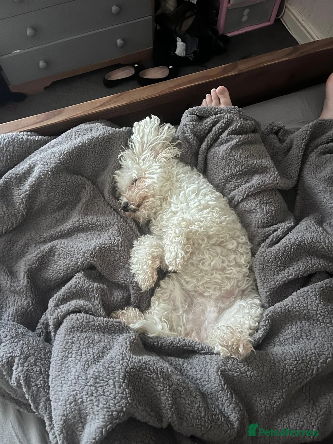 Poochon dogs for sale: Lottie 5 year old poochon in Nelson - Advert 2