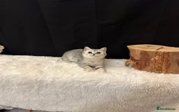 British Shorthair cats for sale: Silver Spotted Full Pedigree Registered BSH - Image 18