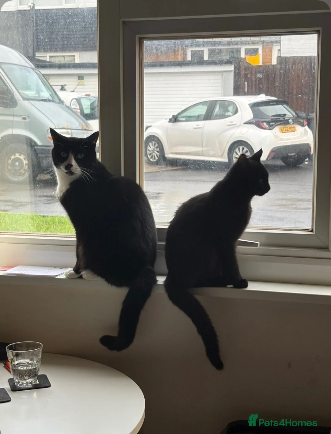Mixed Breed cats for sale: 2 Cats looking for forever homes - Advert 4