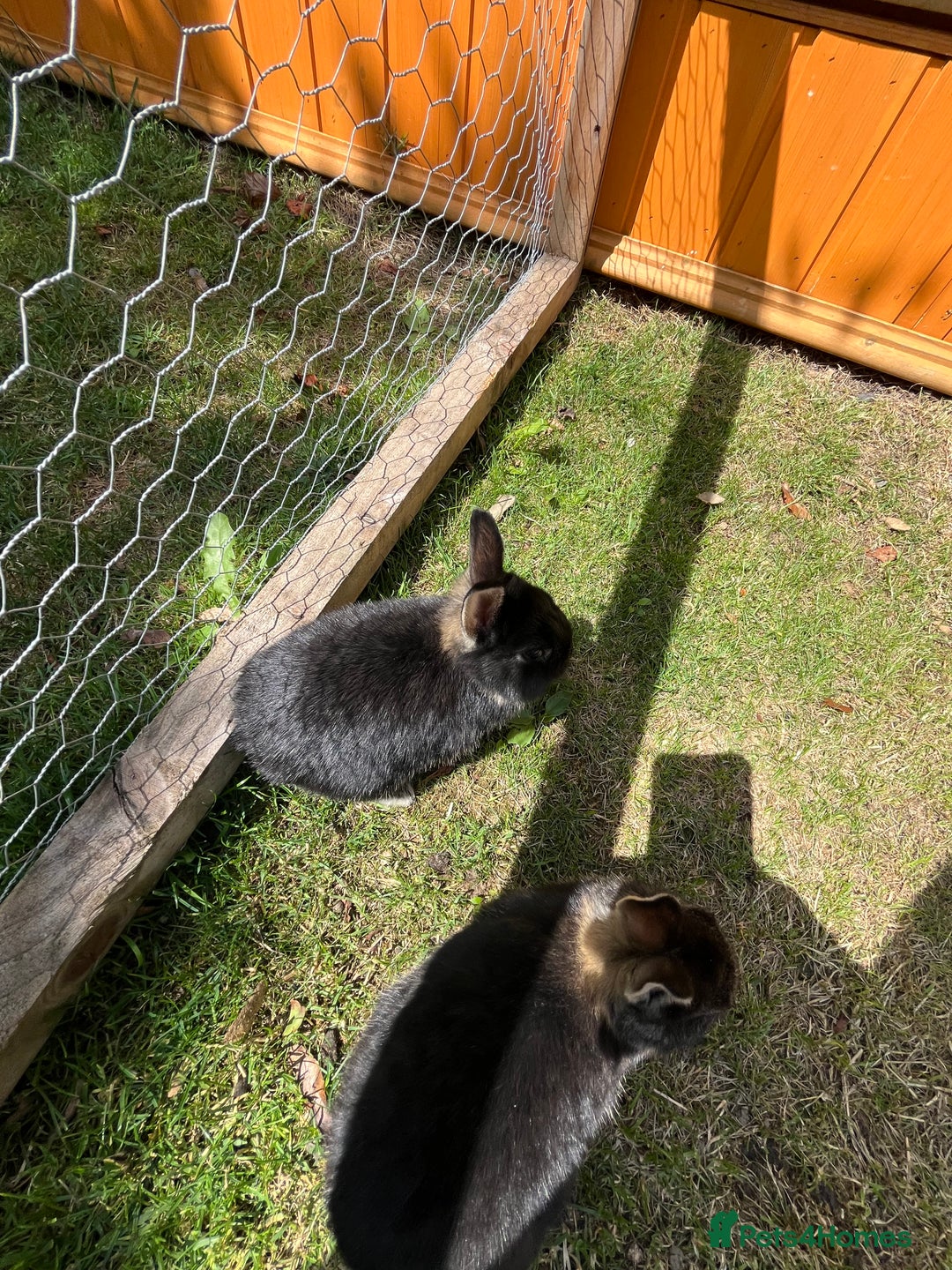 Netherland Dwarf rabbits for sale: Cute Netherlands dwarf  - Image 5