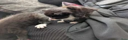 Mixed Breed cats for sale: Black and White Kittens - Advert 2