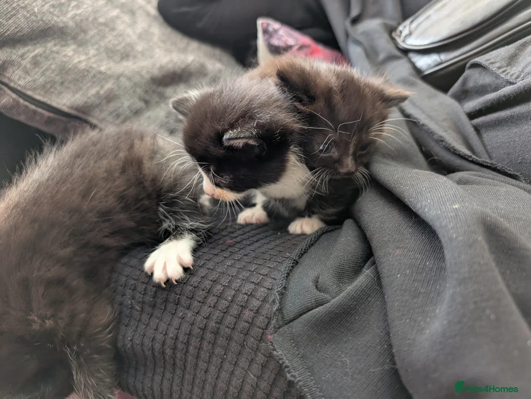 Mixed Breed cats for sale: Black and White Kittens - Advert 2