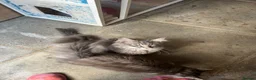 Maine Coon cats for sale: BEAUTIFUL MAINE COON KITTENS - Advert 12