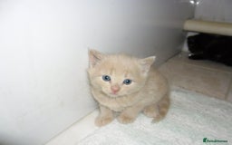 Mixed Breed cats for sale: 8 BEUTIFUL KITTENS FOR SALE - Image 15