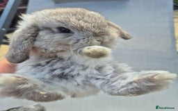 Mini Lop rabbits for sale: Beautifull  mini lop chinchilla  - Image 2