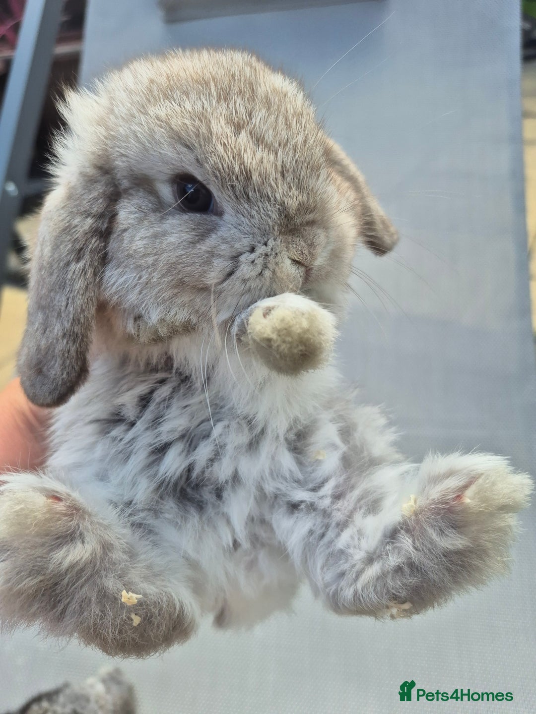 Mini Lop rabbits for sale: Beautifull  mini lop chinchilla  - Image 2