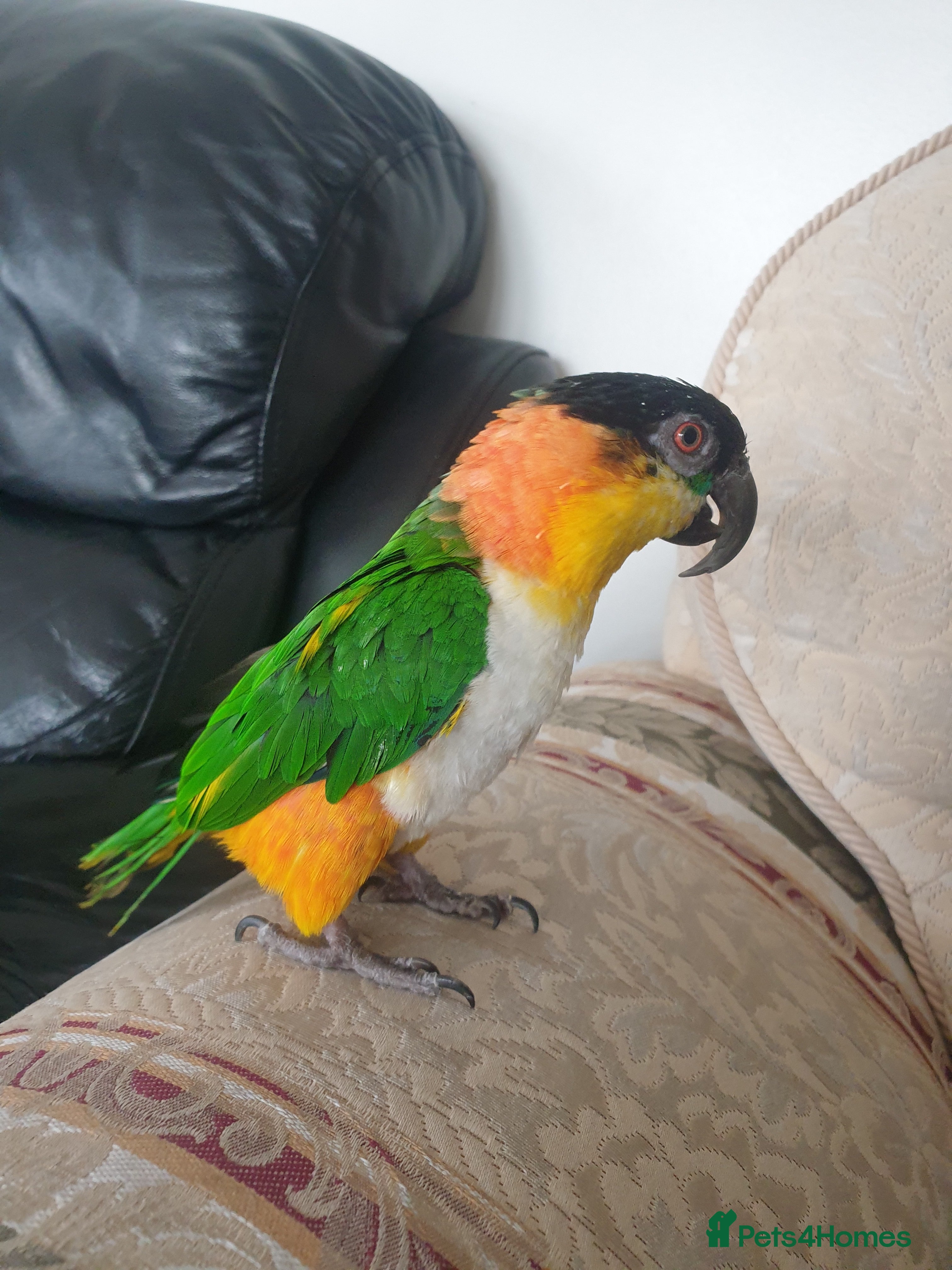 Parrots birds Black headed caique  - Advert 1