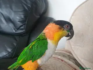 Parrots birds Black headed caique - Advert 1