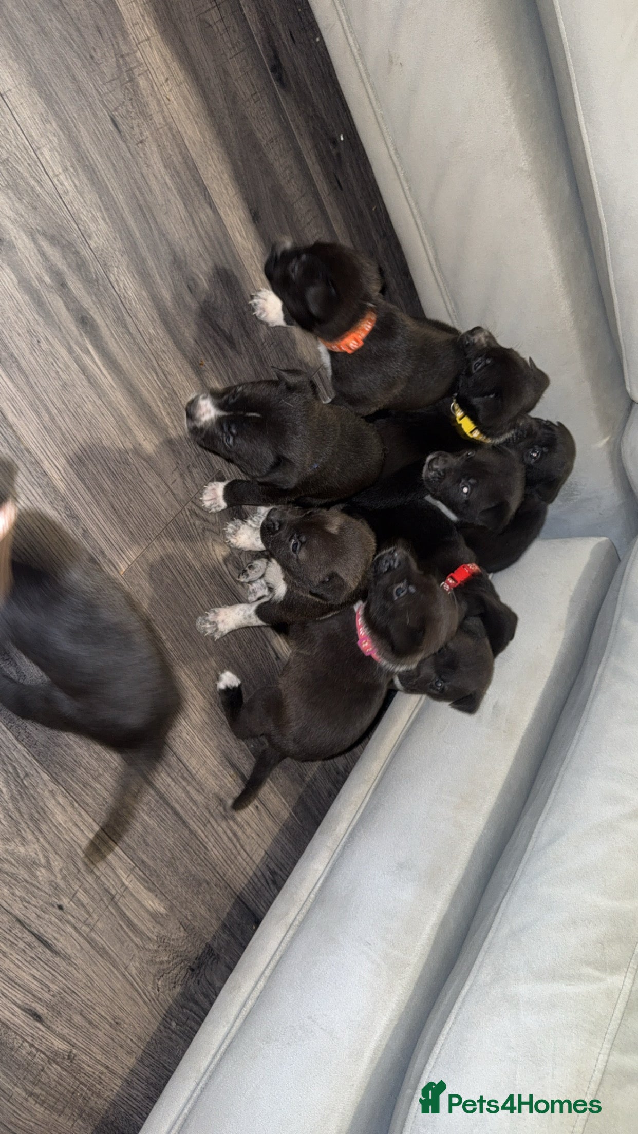 Mixed Breed dogs Cane corso mix Akita  - Advert 5