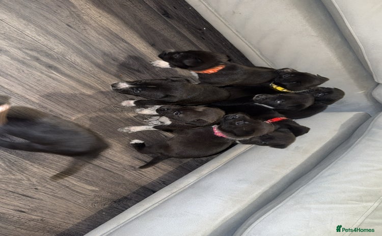 Mixed Breed dogs - Advert 14