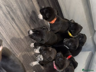 Mixed Breed dogs Cane corso mix Akita - Advert 10