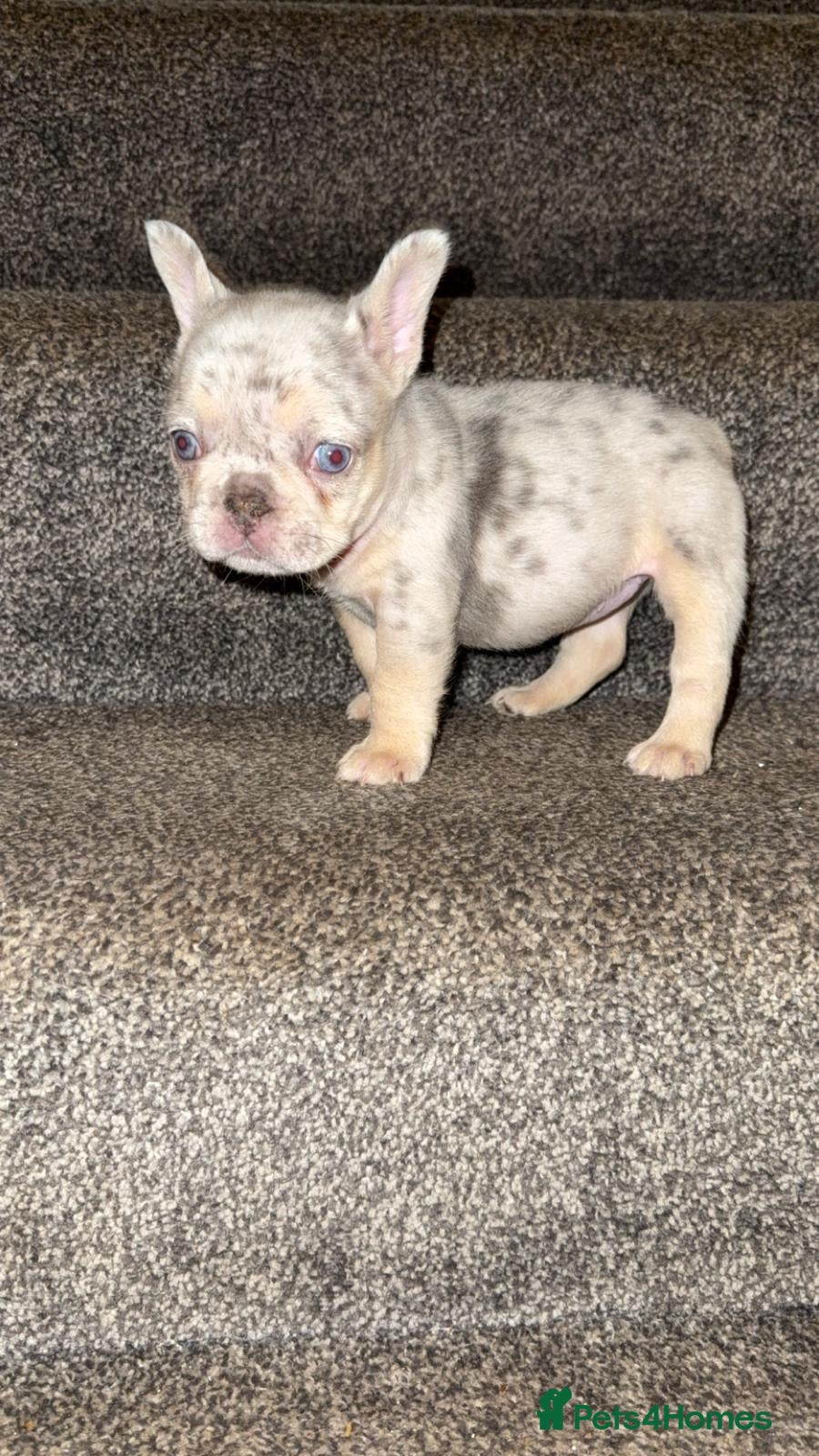 French Bulldog dogs Fluffy Carrier Girl - Advert 5