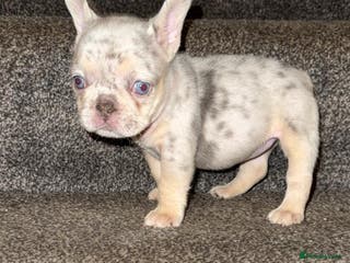 French Bulldog dogs Fluffy Carrier Girl - Advert 11