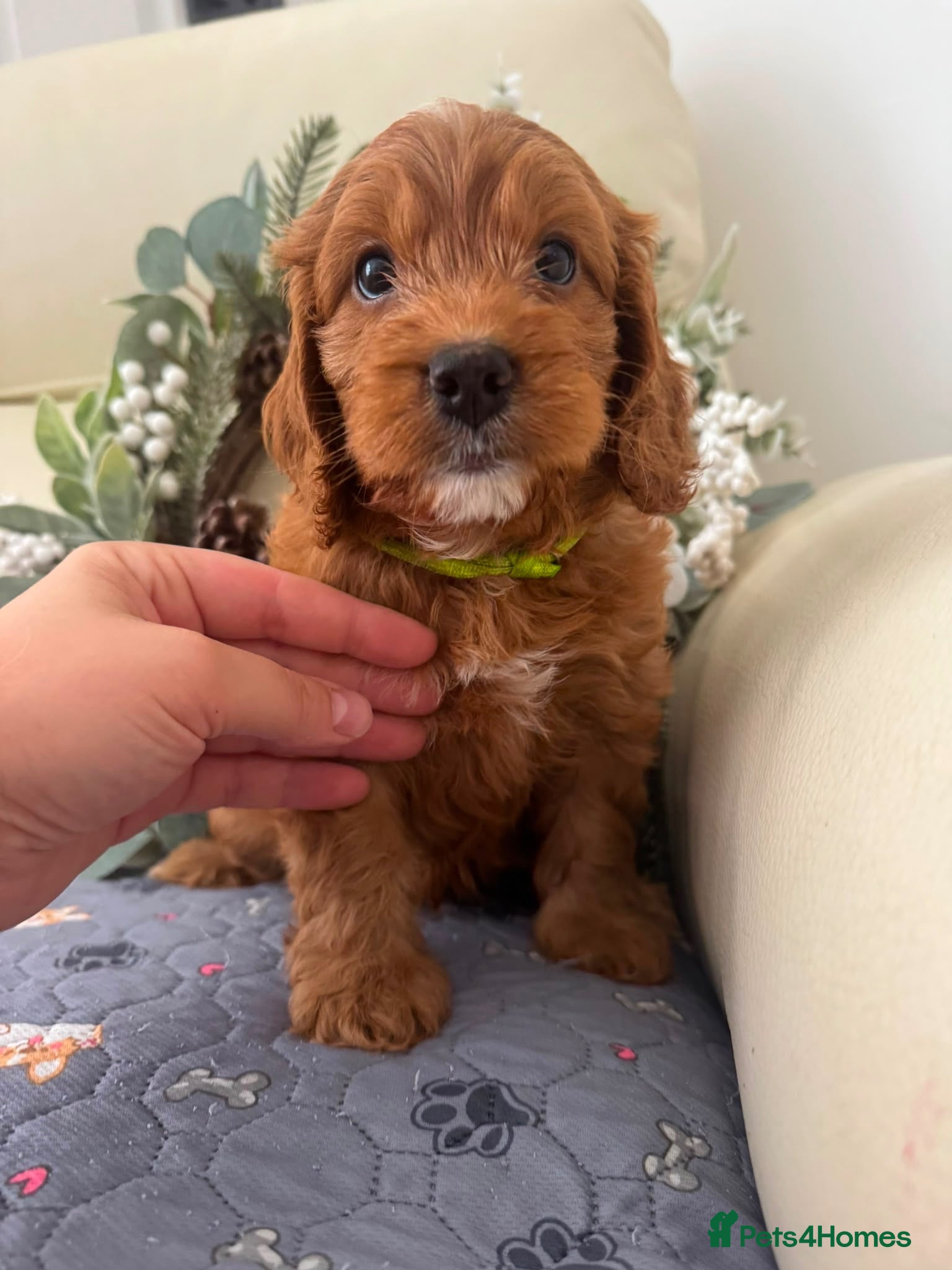 Cockapoo dogs F1 Cockapoo puppies health tested parents - Advert 12