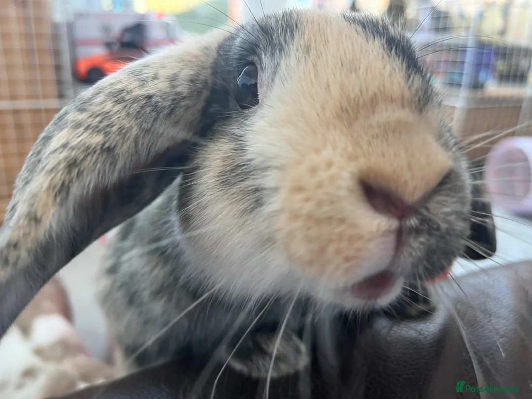 Mini Lop rabbits for sale: Belle and Fudge in Goole - Advert 10