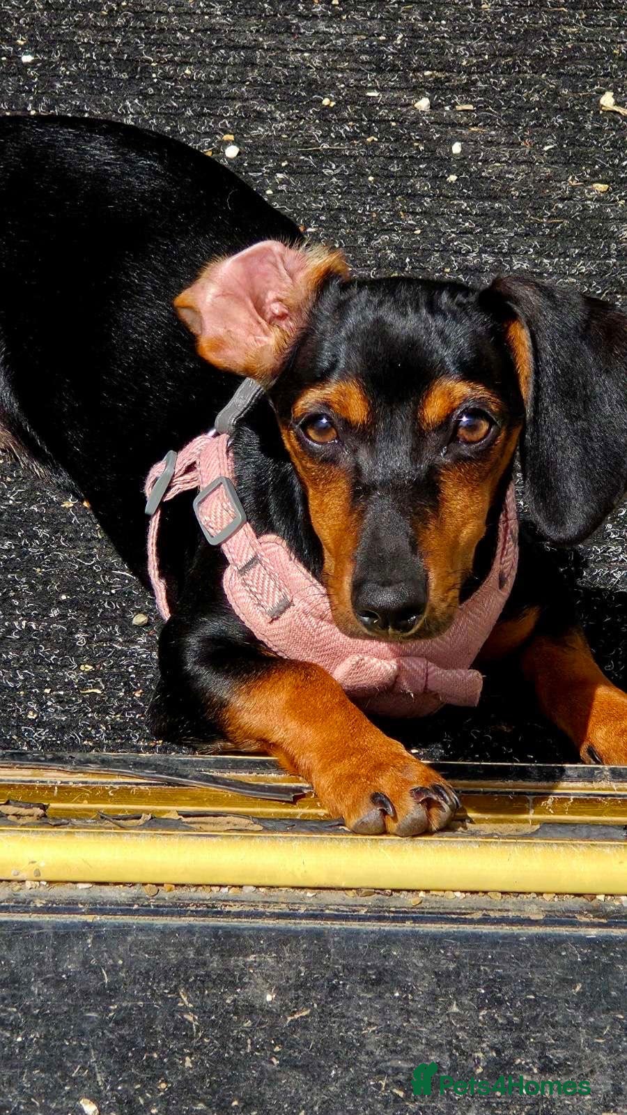 Dachshund dogs Mini dachsund - Advert 8