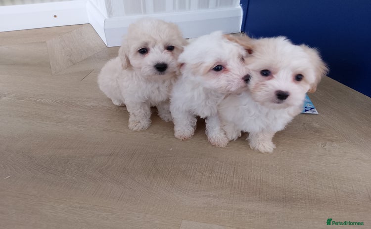 Maltipoo dogs - Advert 12